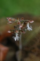 Anoectochilus regalis Blume